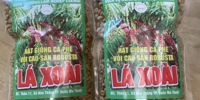 Hạt Giống Cà Phê Lá Xoài